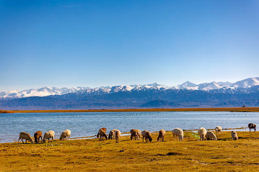 flock of sheep grazing on shore of mountain lake at sunny autumn afternoon, telephoto view with selective focus.