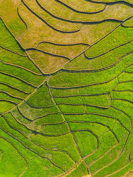 istock Drone view of terraced rice fields in Vietnam. 1901349547