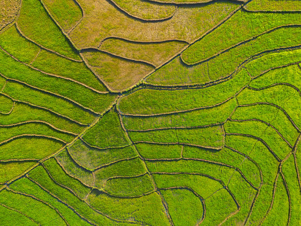 istock Rice field terraces aerial view. 1901350057