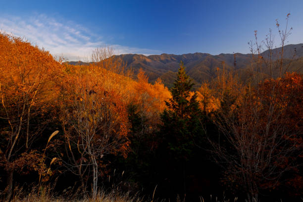 Mountains and forests bathed in the morning sun