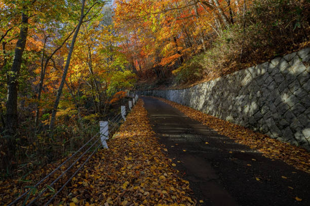 istock Forest road passing through autumn leaves 1901369452