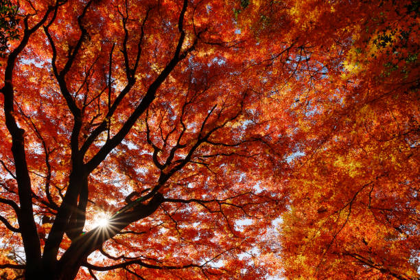 istock The sun seen through the maple leaves 1901369971