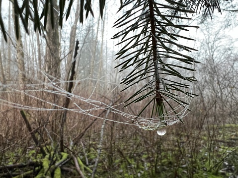 The spider's web in winter