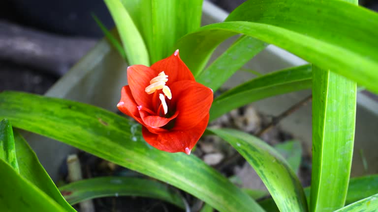 Red flower