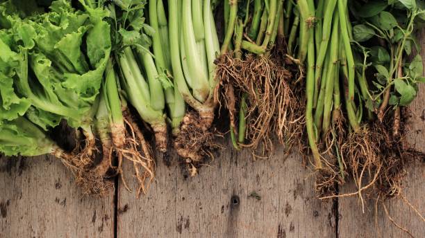 istock Various Vegetable Roots on Rustic Wooden Table. Fresh Harvested vegetable Farming 1901393651