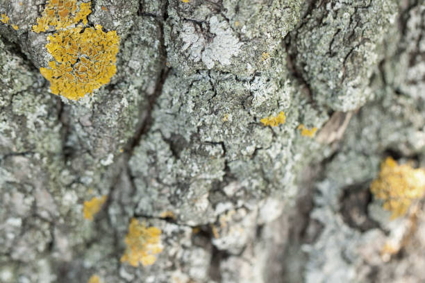 Close-up of rock with mold. Whole background.