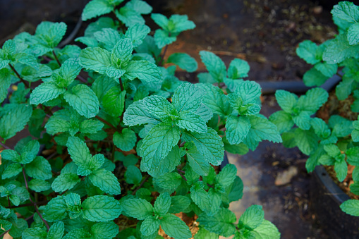 Directly above shot of mint leaves in potted plant