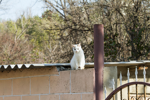 White cat sitting on a roof. Whole background.
