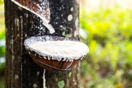 Latex dripping from rubber tree into bowl.