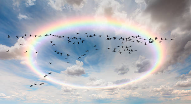 istock View of trumpeter swans flying by rainbow. 1901417706