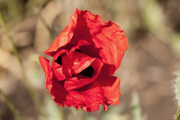 Wild poppy flower. Close-up of flower and background as bokeh.