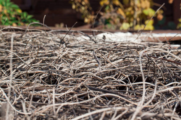 Close up of ground. Texture of straw. Whole background.