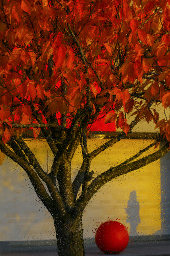 Autumn Trees- Stock image.