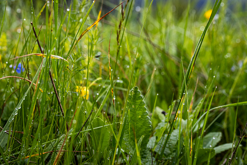 dew in the grass, Bjelasnica