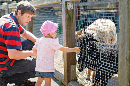 Adorable cute toddler girl and young father feeding little goats and sheeps on a kids farm. Beautiful baby child petting animals in petting zoo. man and daughter together on family weekend vacations