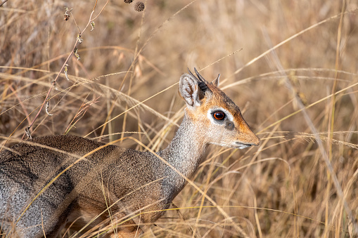 Wildlife pictures from Samburu National Reserve and Nairobi National Park in Kenya