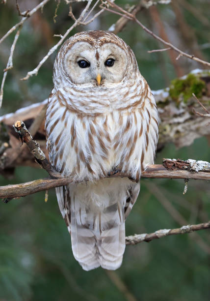 Barred Owl portrait on a tree branch with green background