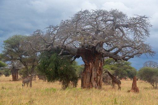 The Baobabs A group of giraffes feeding near large Baobab trees in Tarangire National Park - Tanzania