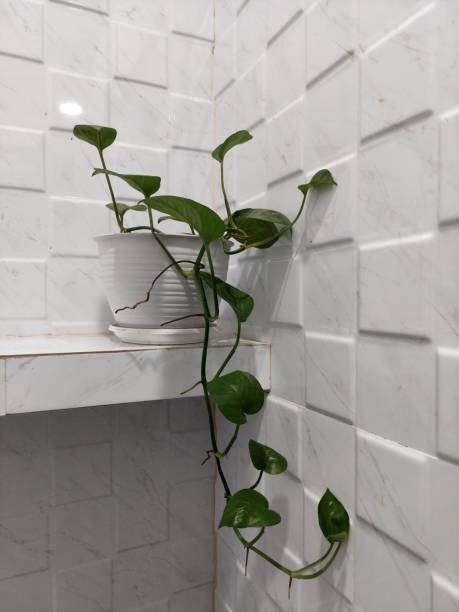 istock Plant for room decoration 1901494500