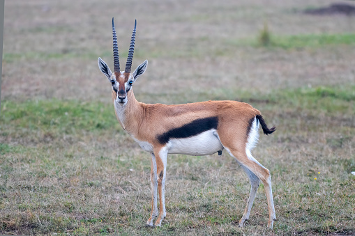 a male Thomson’s gazelle in the plains of the Masai Mara National Park – Kenya