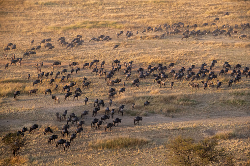 from above- A very big group of wildebeest in the savannah during the great migration taken from above with a hot air balloon Vertical view  - Serengeti - Tanzania