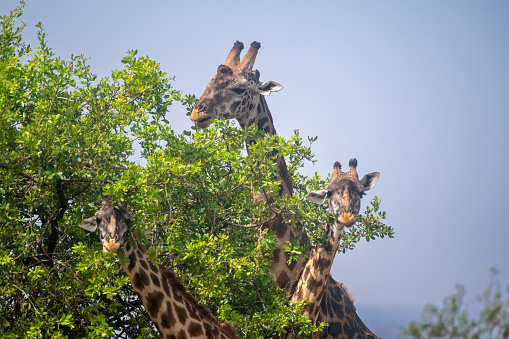 3 giraffes emerging from a tree in the savannah of the Serengeti National Park – Tanzania