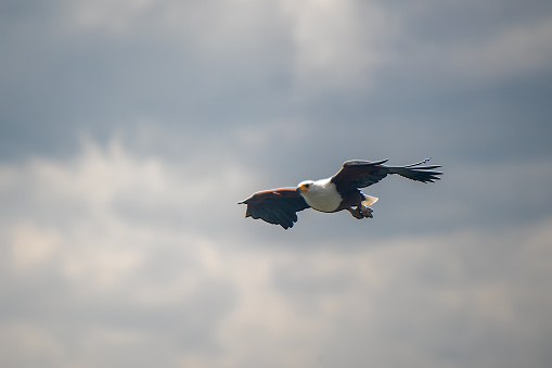 An African Fish Eagle in flight over Lake Naivasha – Kenya