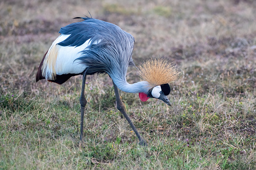 A crowned cranes feeding in the Masai Mara National Park plains – Kenya