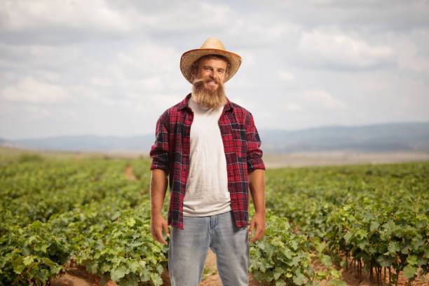 istock Farmer on a field with grapes 1901503868