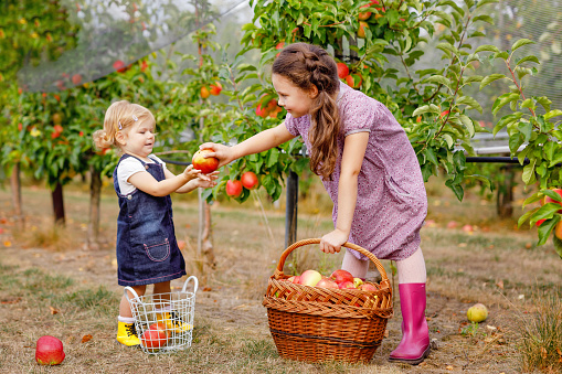 Portrait two siblings girls, little toddler and kid with red apples in organic orchard. Happy siblings, children, beautiful sisters picking ripe fruits from trees, having fun. Family, harvest season.