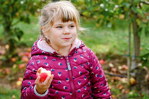 Adorable little preschool kid girl eating red apple on organic farm. Cute child helping with harvest on orchard or garden. Toddler eat fresh healthy fruit.