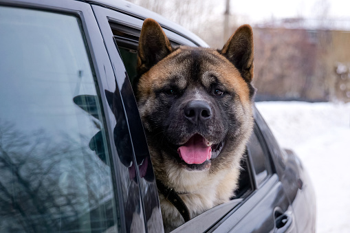 Portrait of american akita adult male dog. Gold-colored american akita looking at camera from the car window. Close-up portrait with copy space.