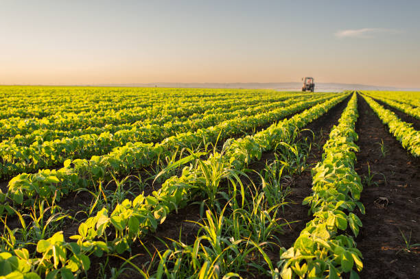 Tractor spraying soybean crops field stock photo