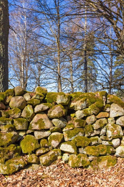 istock Stone wall with moss in a pasture in spring 1901545184