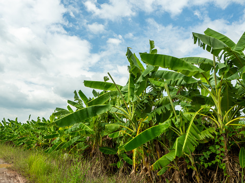 A group of banana trees on a blue sky background.