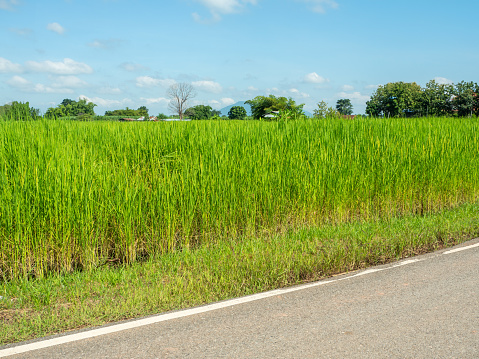 Picture of rice plants in front and blue sky.