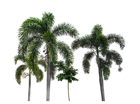 Group of palm trees on white background with clipping path and alpha channel.