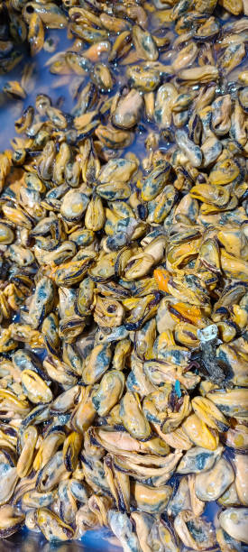 istock the beauty of some fresh shellfish on display 1901555573