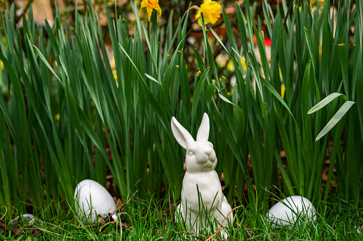 Easter bunny and white eggs in the daffodil flowers garden, nature background. Happy Easter holiday