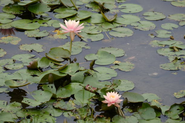 istock Lotus pond in Hong Kong 1901569992
