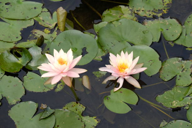 istock Lotus pond in Hong Kong 1901570002