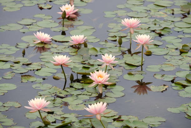 istock Lotus pond in Hong Kong 1901573681