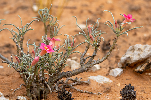 Flowering Desert Rose (Bitterkambro) (Oheip) (Adenium oleifolium) near Twee Rivieren in the Kgalagadi Transfrontier Park in the Kalahari