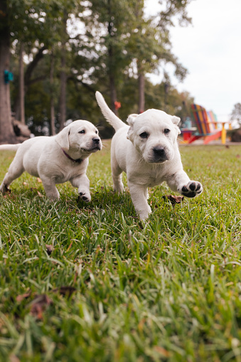 Two cute dogs of mixed breed playing joyfully in backyard on a sunny day