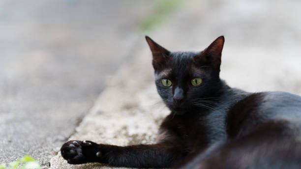 istock Black Thai cat lying on the cement floor. 1901584721