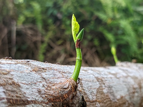 New shoots appear on fallen tree trunks.