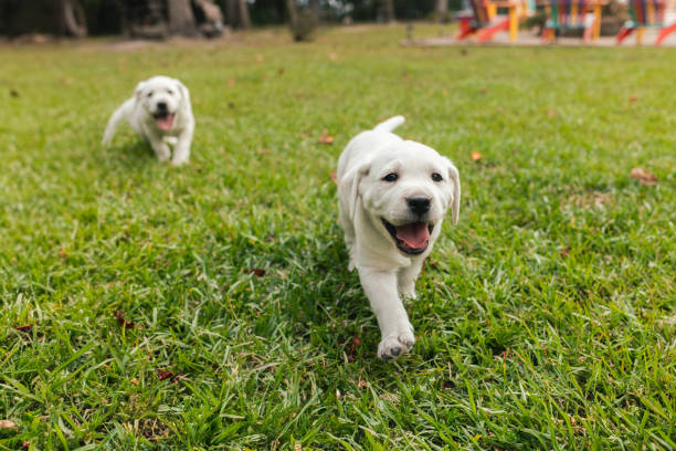 istock Happy Playful Puppies - White Yellow Labrador - Back Yard Grass 1901589928