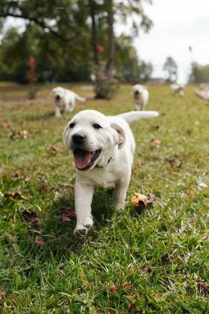 istock Happy Playful Puppies - White Yellow Labrador - Back Yard Grass 1901593083