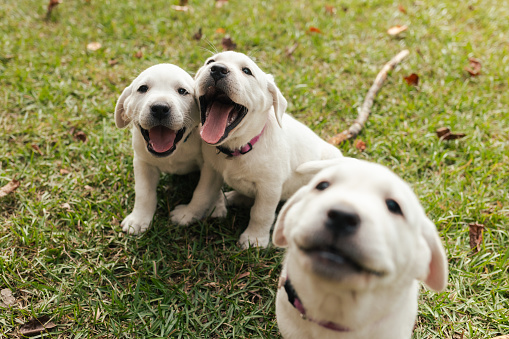 Pure White Labrador Puppies\nPart of a Series from Birth to 7 Weeks Old