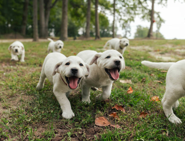 istock Happy Playful Puppies Running Together - White Yellow Labrador - Back Yard Grass 1901596749
